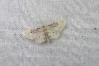 Idaea filicata