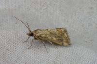 Tegostoma comparalis