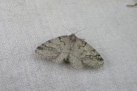 Tephronia lhommaria