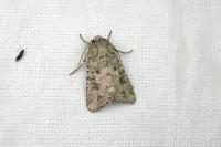 Anarta sodae
