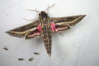 Hippotion celerio