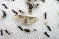 Idaea filicata
