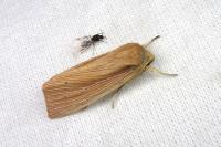 Mythimna impura