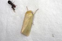 Mythimna pallens