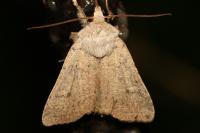 Xestia castanea