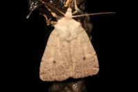 Xestia castanea