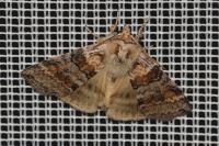 Tetheella fluctuosa