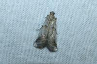 Acrobasis glaucella/fallouella