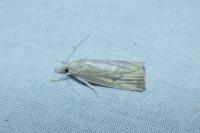 Calamotropha paludella