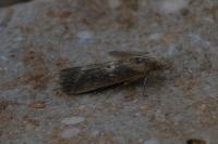 Isauria dilucidella
