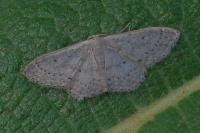 Idaea eugeniata