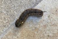 Hippotion celerio