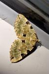 Colostygia pectinataria