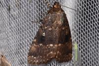 Amphipyra pyramidea