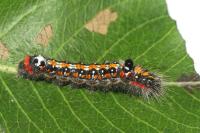 Acronicta tridens