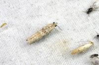 Ancylosis oblitella
