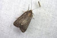 Caradrina germainii
