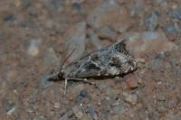 Euchromius cambridgei