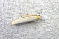 Eilema caniola