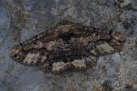 Menophra japygiaria