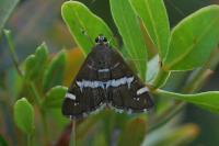 Spoladea recurvalis