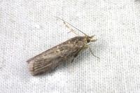 Isauria dilucidella