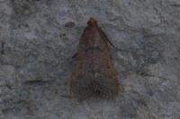 Bostra obsoletalis