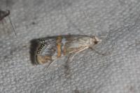 Euchromius anapiellus