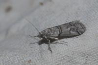 Acrobasis romanella
