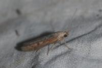 Lamoria zelleri