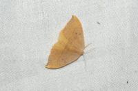 Watsonalla binaria