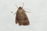 Amphipyra pyramidea