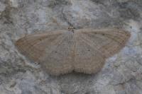 Scopula turbidaria