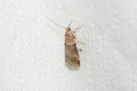 Acrobasis tumidana
