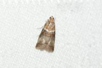 Acrobasis tumidana