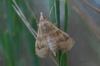 Metasia suppandalis