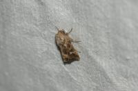 Luperina dumerilii