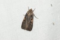 Xestia c-nigrum