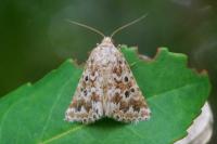 Alvaradoia disjecta