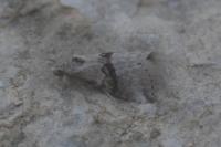 Zebeeba falsalis