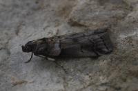 Acrobasis legatea