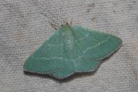 Chlorissa cloraria