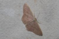 Idaea eugeniata