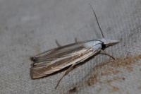 Mesocrambus pallidellus