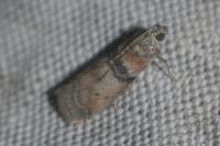 Sciota rhenella