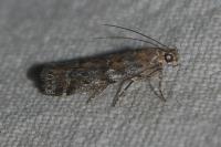 Gymnancyla ruscinonella