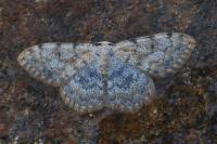 Scopula rufomixtaria