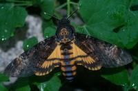 Acherontia atropos