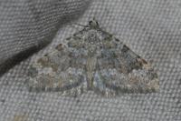 Entephria caeruleata