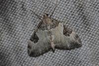 Thera vetustata